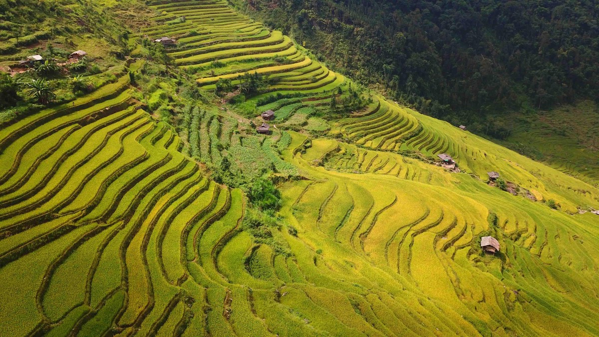 Những thửa ruộng bậc thang uốn lượn, bắt đầu chuyển màu đẹp như tranh vẽ.