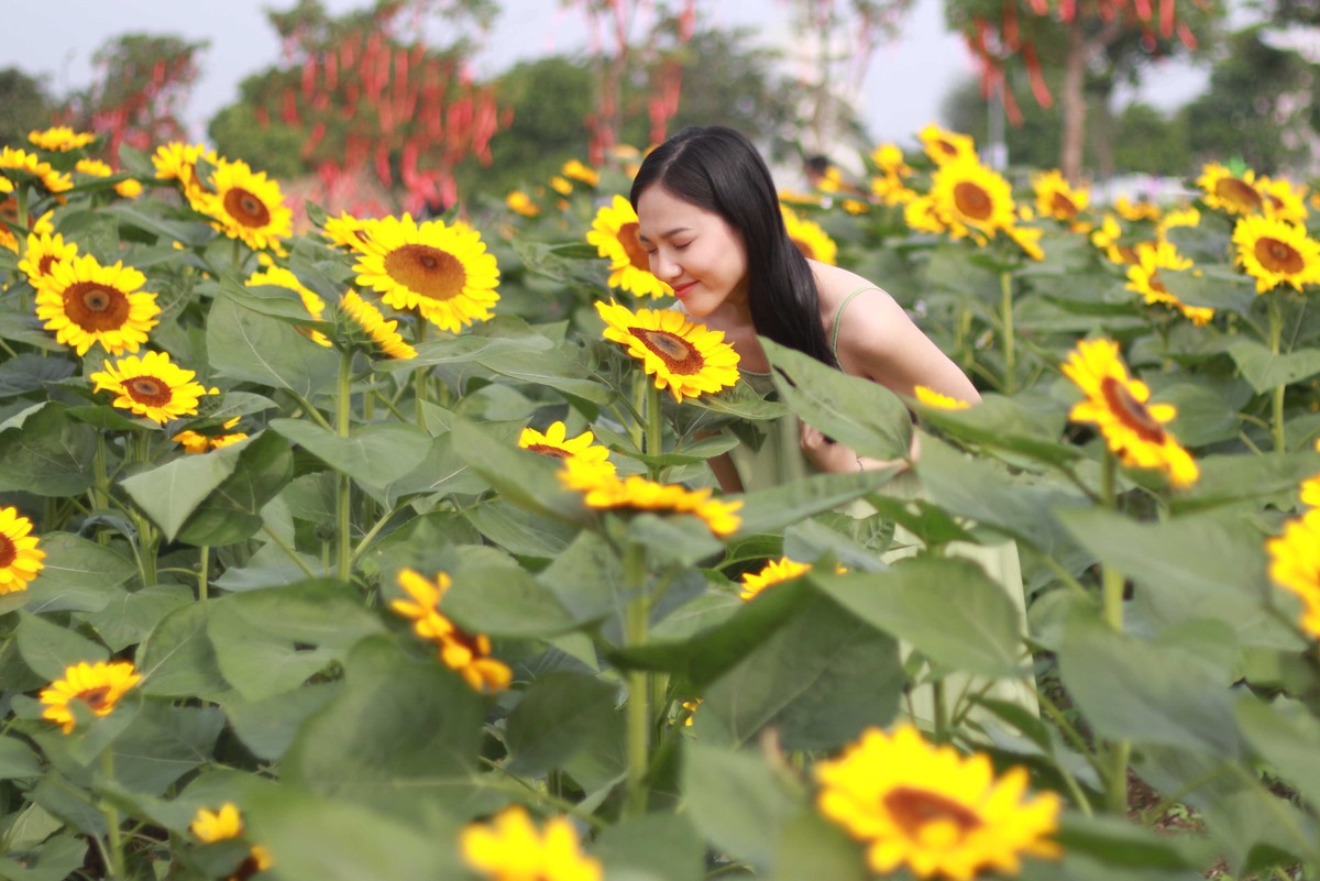 Ánh nắng mặt trời dịu nhẹ chiếu vào những đóa hoa hướng dương vàng ươm đang bung cánh, tạo nên màu sắc lãng mạn, không gian thơ mộng cho khu vườn.