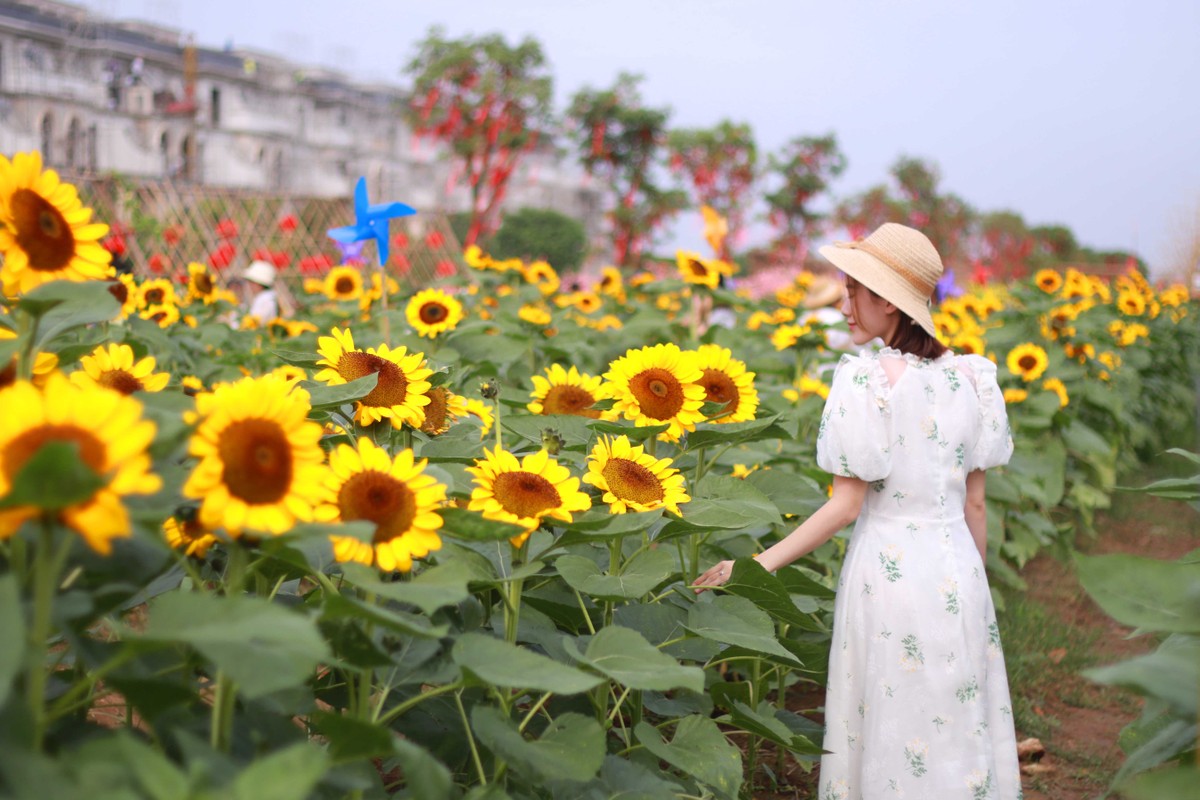 Vườn hoa hướng dương tại Van Phuc City sẽ mở cửa cho khách tham quan tự do đến 5/1/2023.