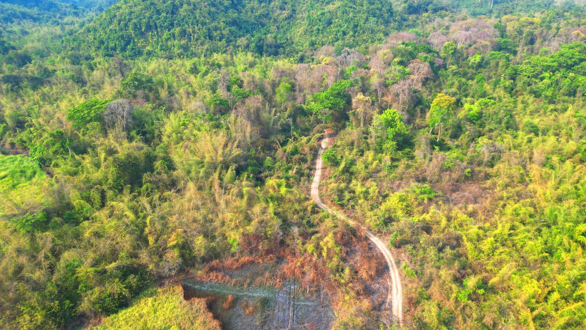Rừng Nam Cát Tiên đang vào mùa khô, rất thích hợp cho du khách khám phá. Rừng Nam Cát Tiên đang vào mùa khô, rất thích hợp cho du khách khám phá.