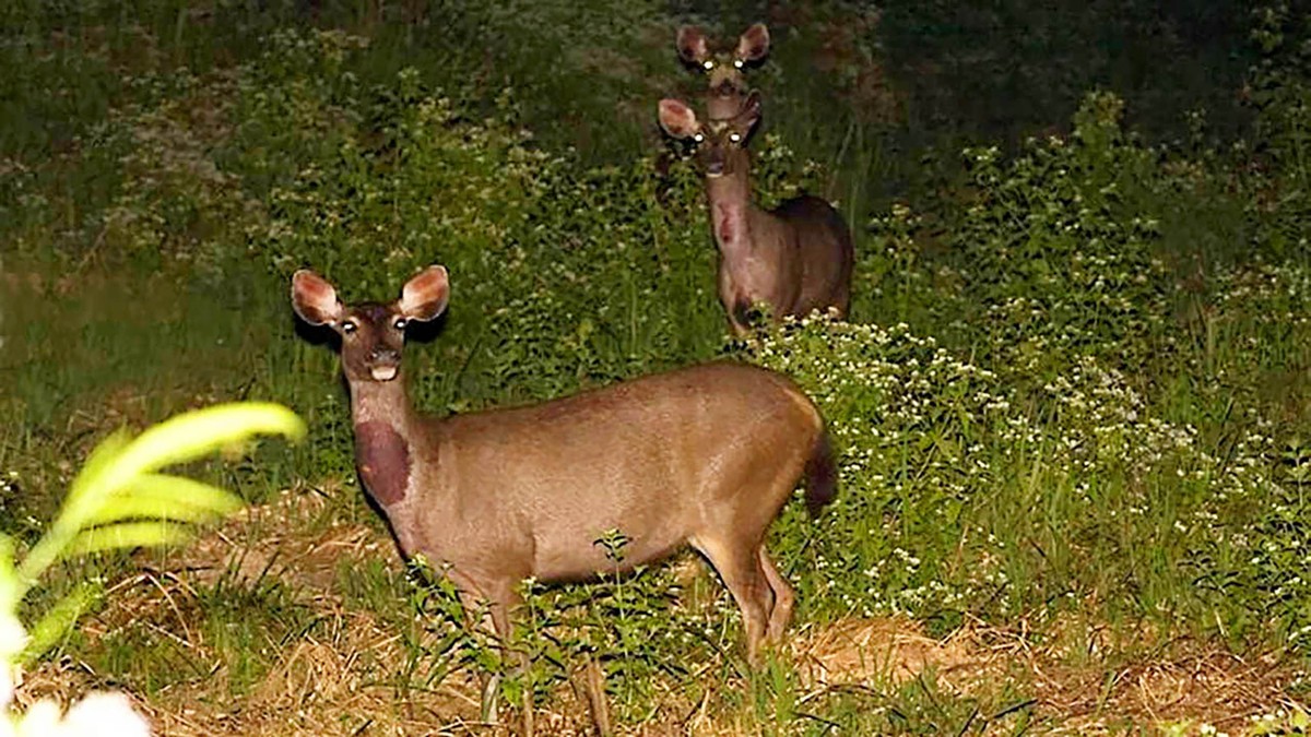 Dọc đường khám phá, du khách dễ dàng bắt gặp thú hoang dã kiếm ăn vào ban đêm. Dọc đường khám phá, du khách dễ dàng bắt gặp thú hoang dã kiếm ăn vào ban đêm.