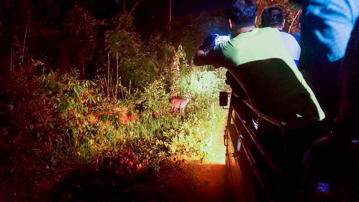 Một số loài động vật quý hiếm có mặt tại Rừng Nam Cát Tiên bao gồm tê giác Java, hổ, báo đốm, gấu trúc, hươu vàng và vẹt cánh cụt. Khu bảo tồn này cũng là nơi đáng chú ý để quan sát chim, với nhiều loài chim đẹp và quý hiếm như mỏ vịt đồng cỏ, cú mèo, công viên và nhiều loài chim săn mồi khác. Một số loài động vật quý hiếm có mặt tại Rừng Nam Cát Tiên bao gồm tê giác Java, hổ, báo đốm, gấu trúc, hươu vàng và vẹt cánh cụt. Khu bảo tồn này cũng là nơi đáng chú ý để quan sát chim, với nhiều loài chim đẹp và quý hiếm như mỏ vịt đồng cỏ, cú mèo, công viên và nhiều loài chim săn mồi khác.