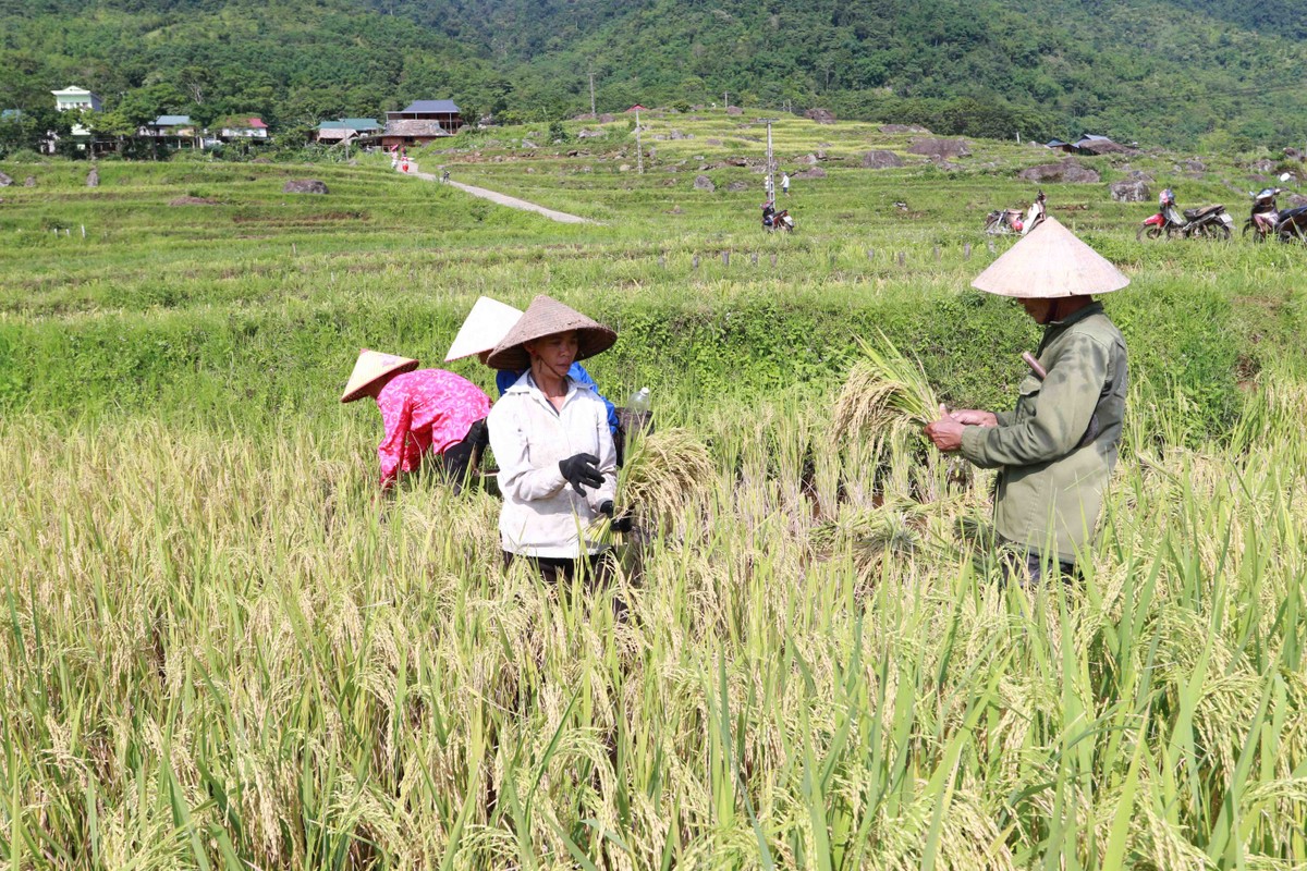 Người dân Pù Luông đang vào mùa gặt. Người dân Pù Luông đang vào mùa gặt.