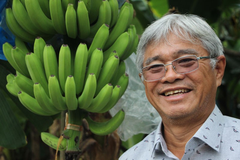 Ông Võ Quan Huy, Giám đốc Công ty TNHH Huy Long An: Đưa chuối Việt lên bàn ăn quốc tế ảnh 1 Ông Võ Quan Huy, Giám đốc Công ty TNHH Huy Long An: Đưa chuối Việt lên bàn ăn quốc tế ảnh 1