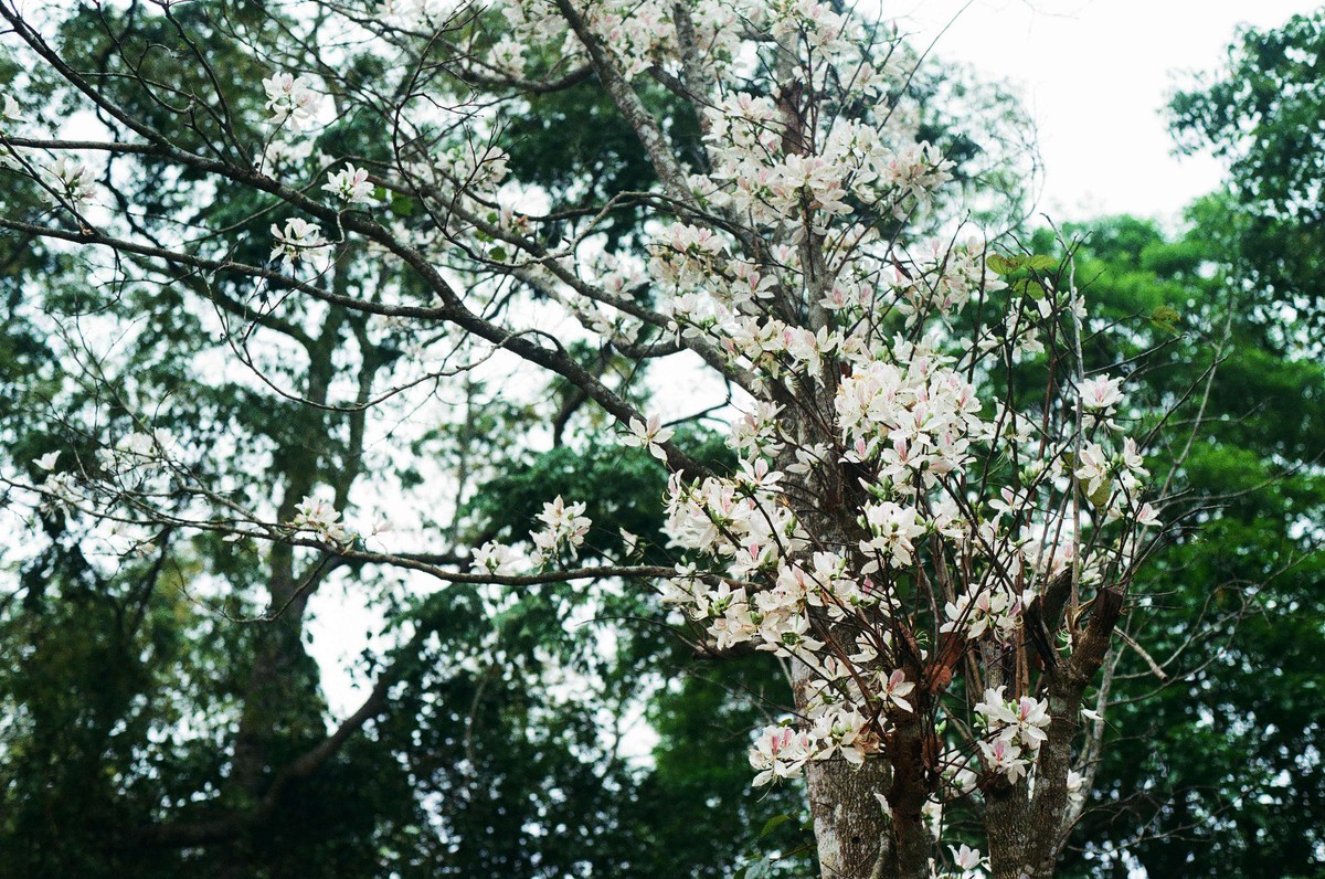 Dịu dàng mùa hoa ban về phố ảnh 3