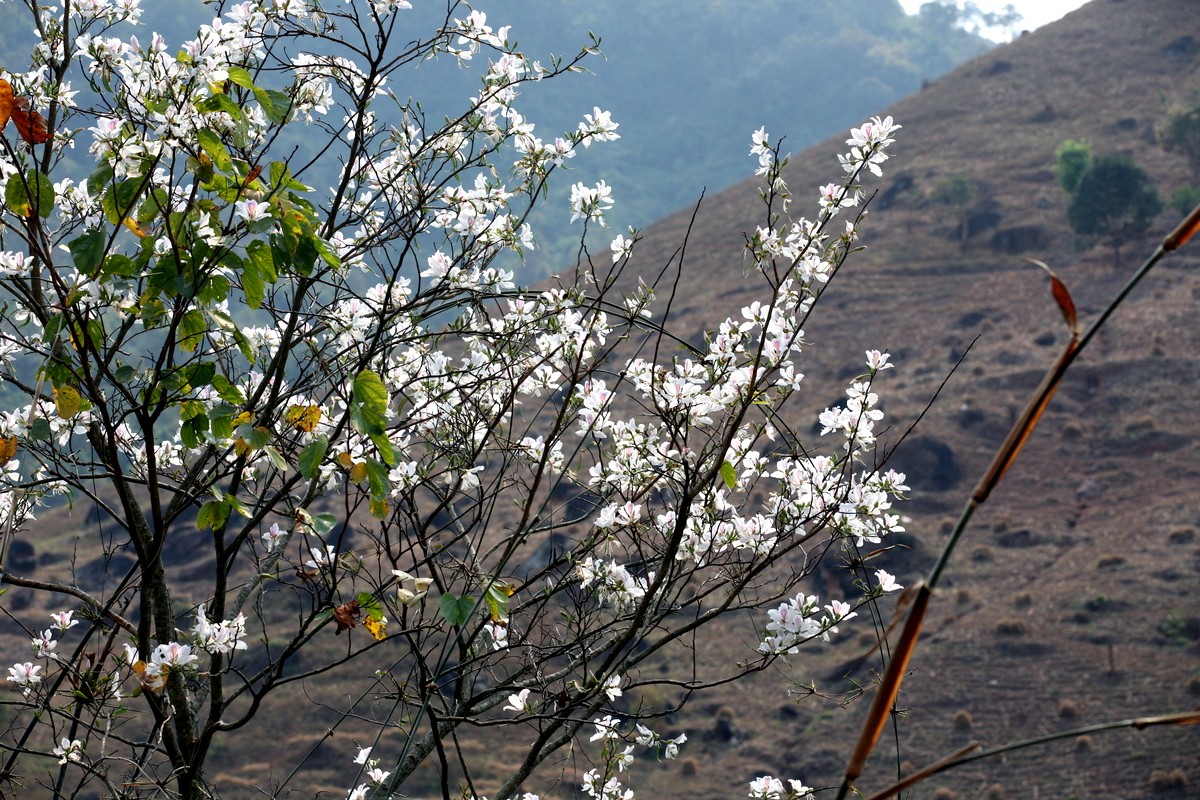 Dịu dàng mùa hoa ban về phố ảnh 4