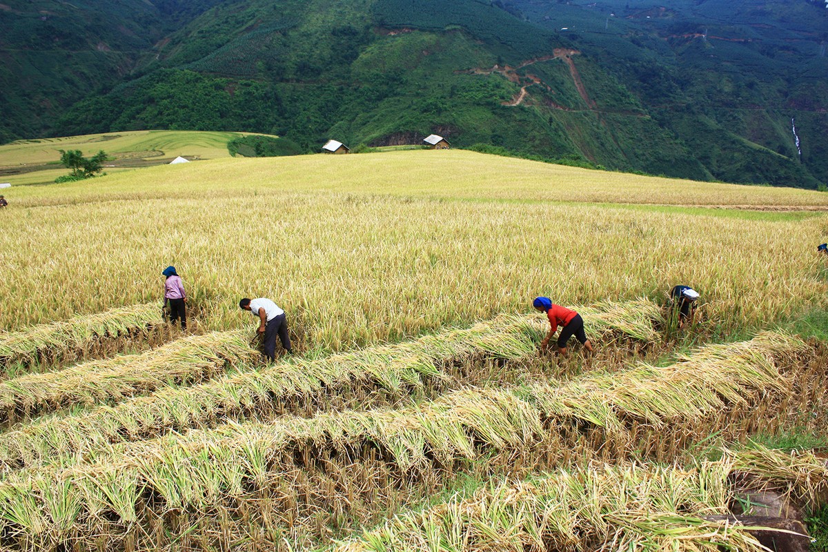 Mùa vàng Y Tý ảnh 3