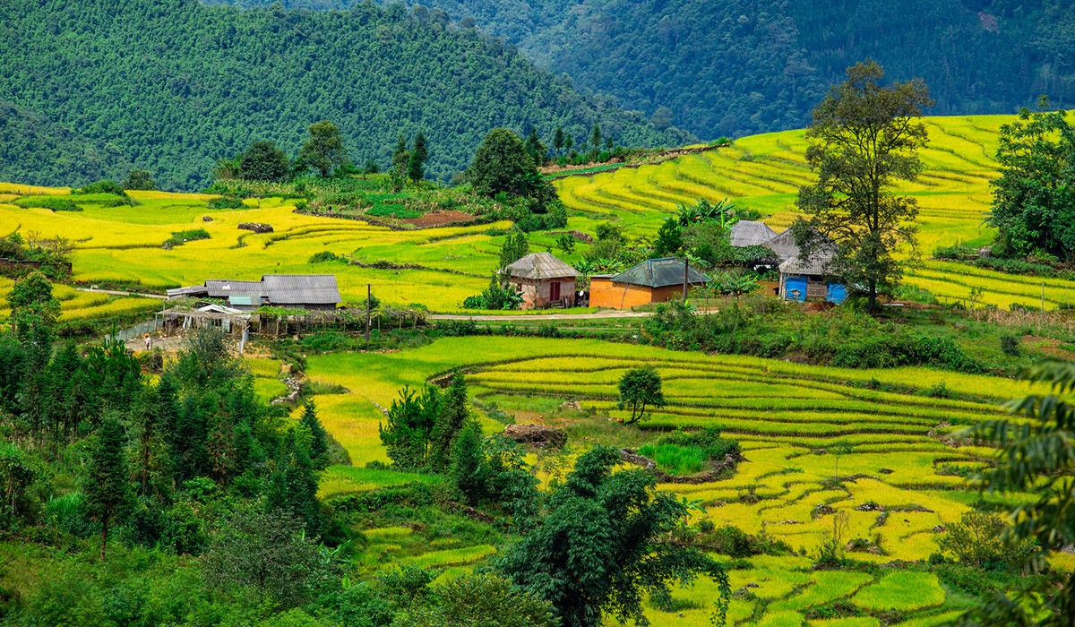 Mùa vàng Y Tý ảnh 5