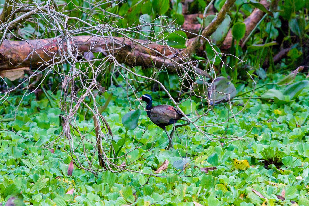 ….và chứng kiến nhiều loài chim, cò, vạc về đây làm tổ, kiếm ăn chỉ cách mình vài mét ….và chứng kiến nhiều loài chim, cò, vạc về đây làm tổ, kiếm ăn chỉ cách mình vài mét