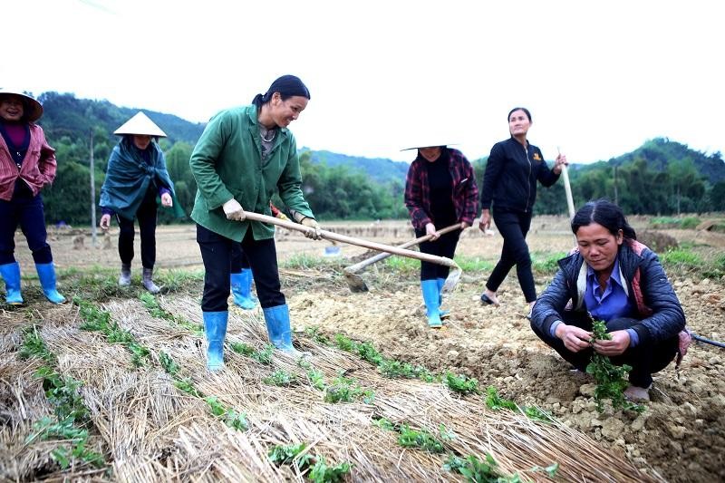 Nông dân xã Tân Tiến đang trồng thạch đen để lấy cây giống cho vụ năm 2021. Ảnh:Hồ Hạ.