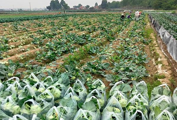 Rau đến kỳ thu hoạch nhưng vẫn còn nằm chờ trên ruộng nhiều. Rau đến kỳ thu hoạch nhưng vẫn còn nằm chờ trên ruộng nhiều.