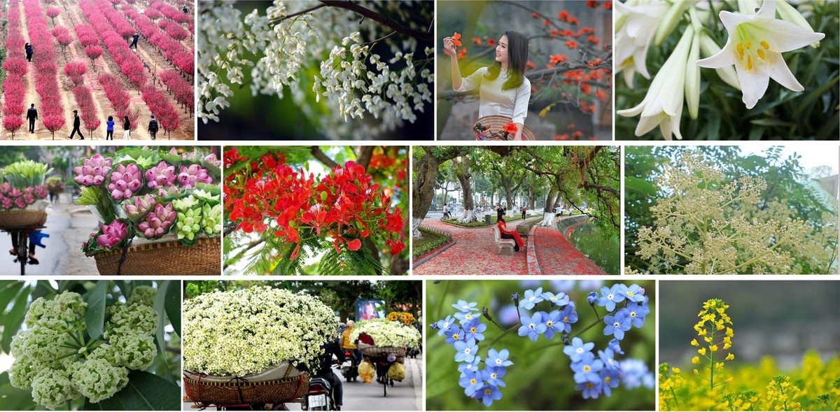 Hà Nội có 12 mùa hoa lãng mạn, nên thơ... và còn nhiều hơn thế nữa.