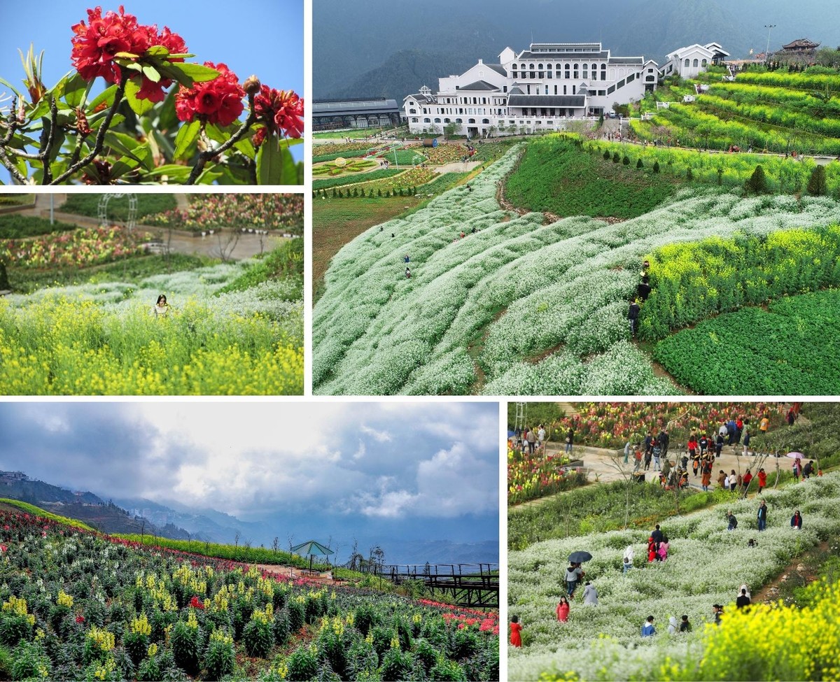 Đỉnh Fansipan giờ đây 12 tháng hoa khoe sắc rực rỡ. Đỉnh Fansipan giờ đây 12 tháng hoa khoe sắc rực rỡ.