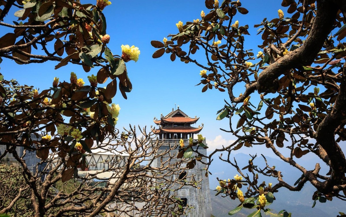 Lên đỉnh Fansipan, du khách sẽ dễ dàng bắt gặp những cây đỗ quyên 400-500 tuổi. Lên đỉnh Fansipan, du khách sẽ dễ dàng bắt gặp những cây đỗ quyên 400-500 tuổi.