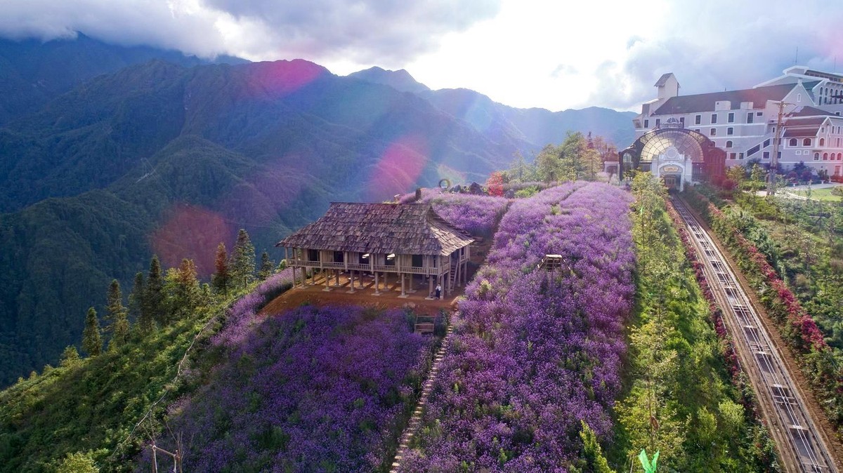 Triển hoa mã tiền thảo ven sườn đồi đẹp lãng mạn như áng mây tím bồng bềnh trong sương, trong nắng. Triển hoa mã tiền thảo ven sườn đồi đẹp lãng mạn như áng mây tím bồng bềnh trong sương, trong nắng.