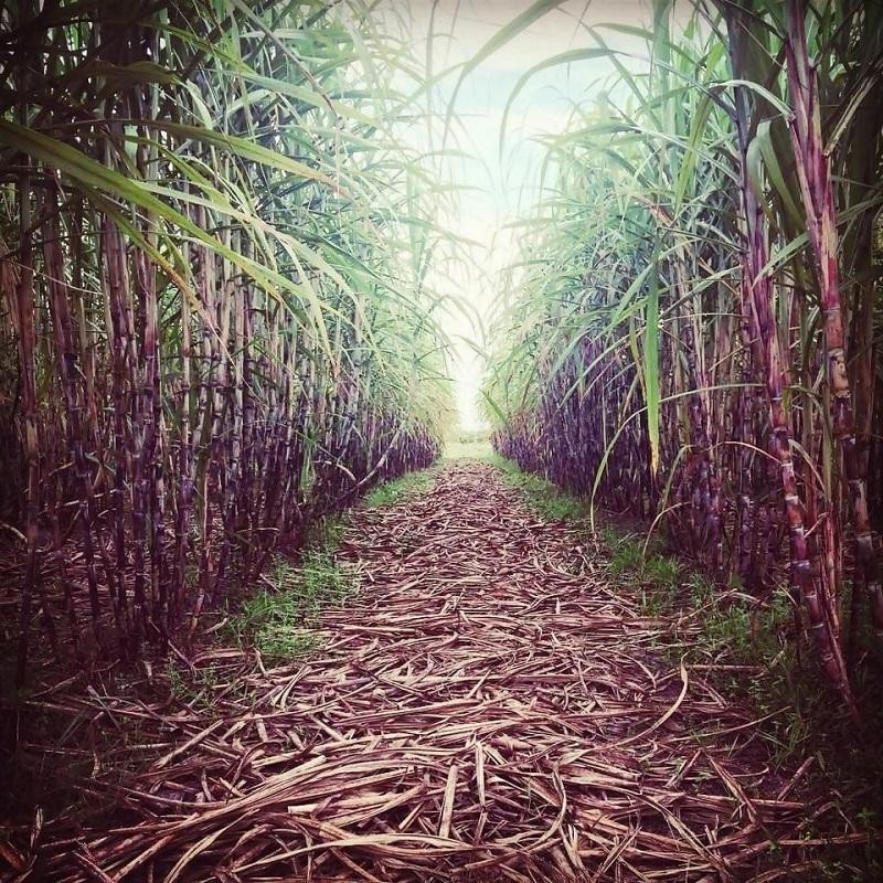 Những cánh đồng mía được trồng organic của Vinamit Những cánh đồng mía được trồng organic của Vinamit