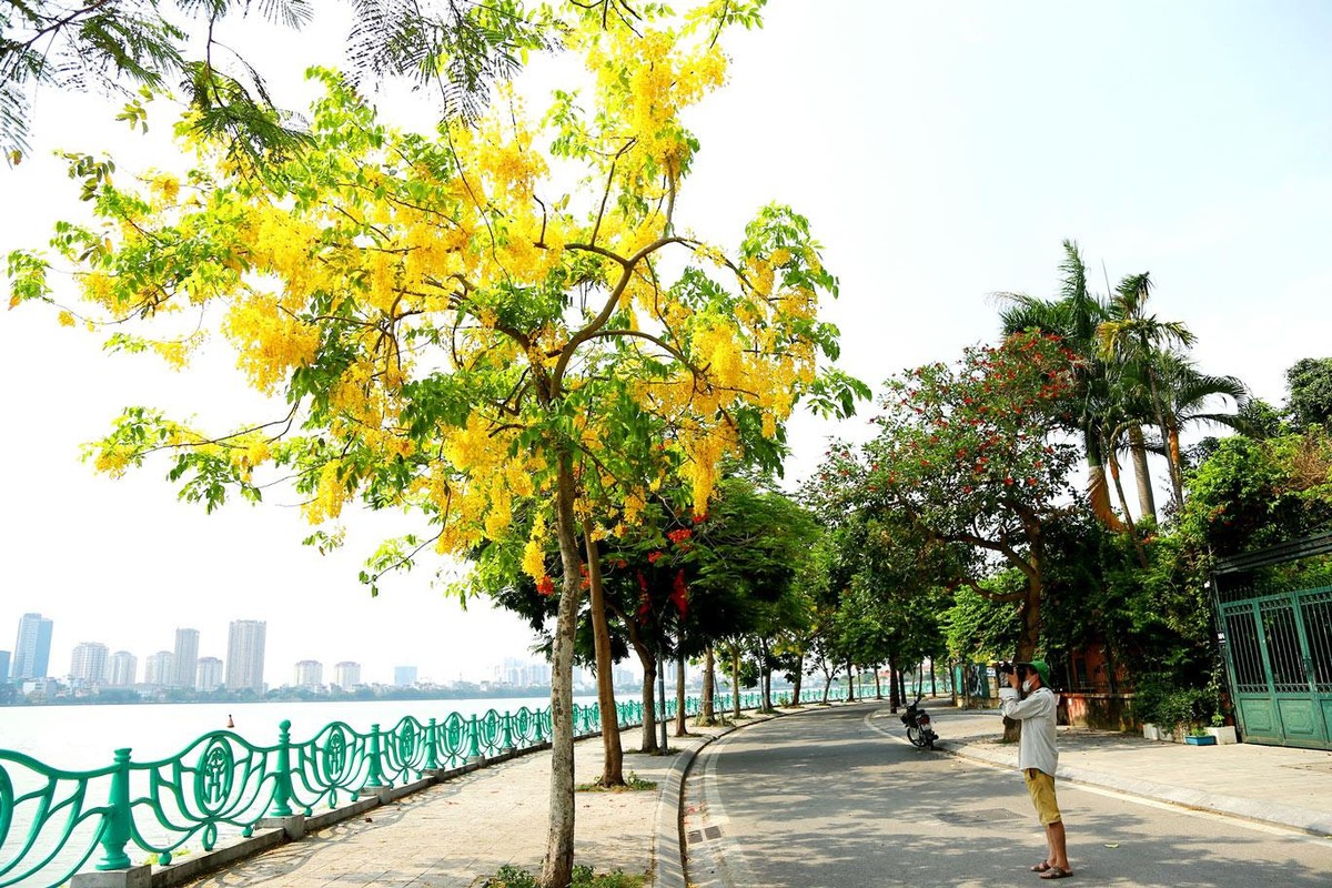 Muồng hoàng yến hay còn gọi là muồng hoàng hậu, bọ cạp vàng, hoa lồng đèn, mai dây...