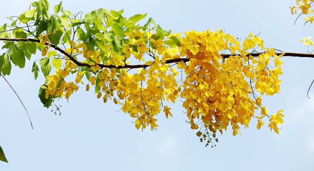 Chùm hoa vàng rực rỡ buông rủ, nổi bật trên tán lá xanh.