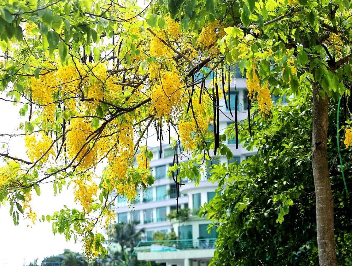 Muồng hoàng yến tạo nên những cụm hoa lớn, dạng cành.