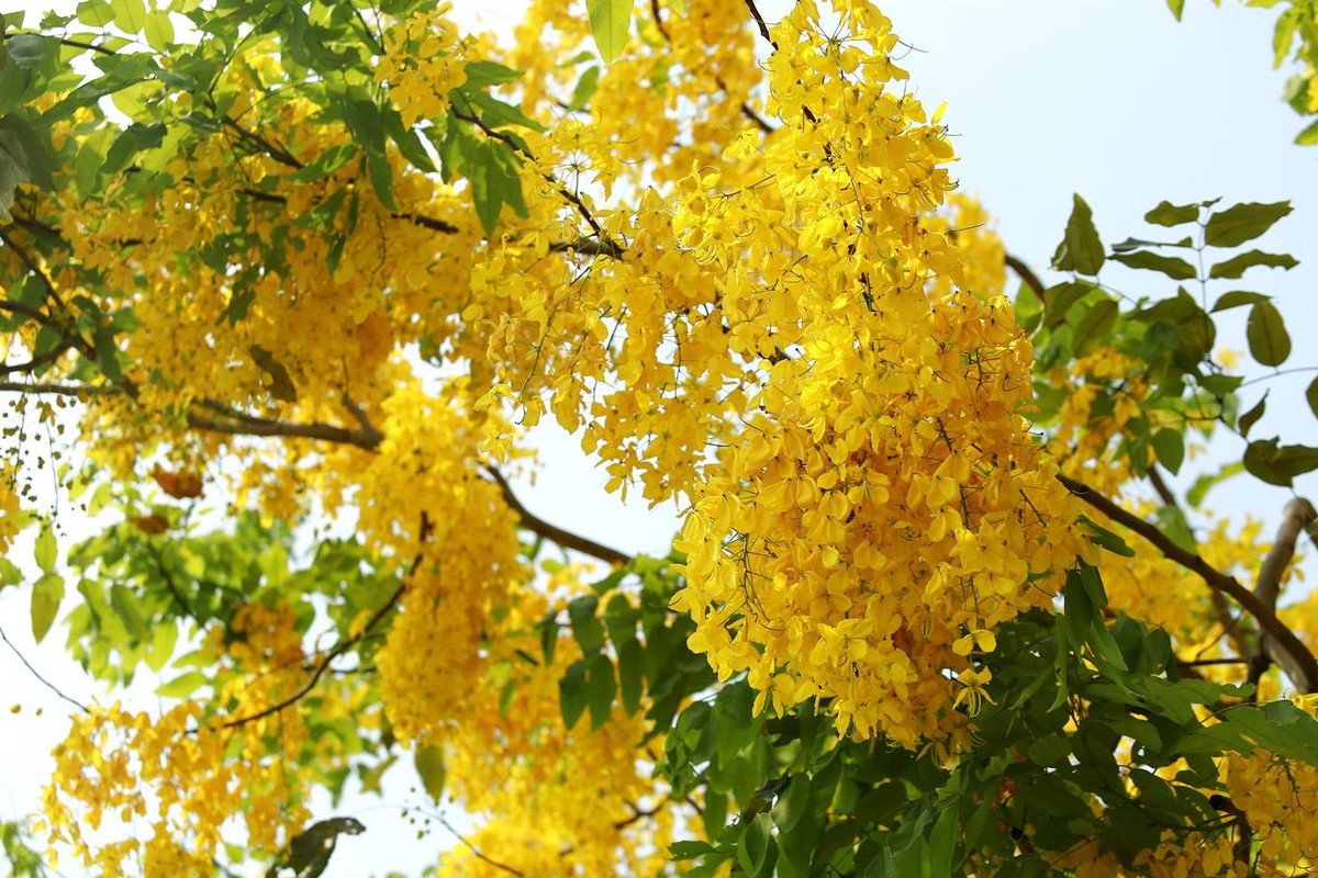 Hiếm loài cây đô thị nào lại cho sắc vàng tươi tắn như muồng hoàng yến.