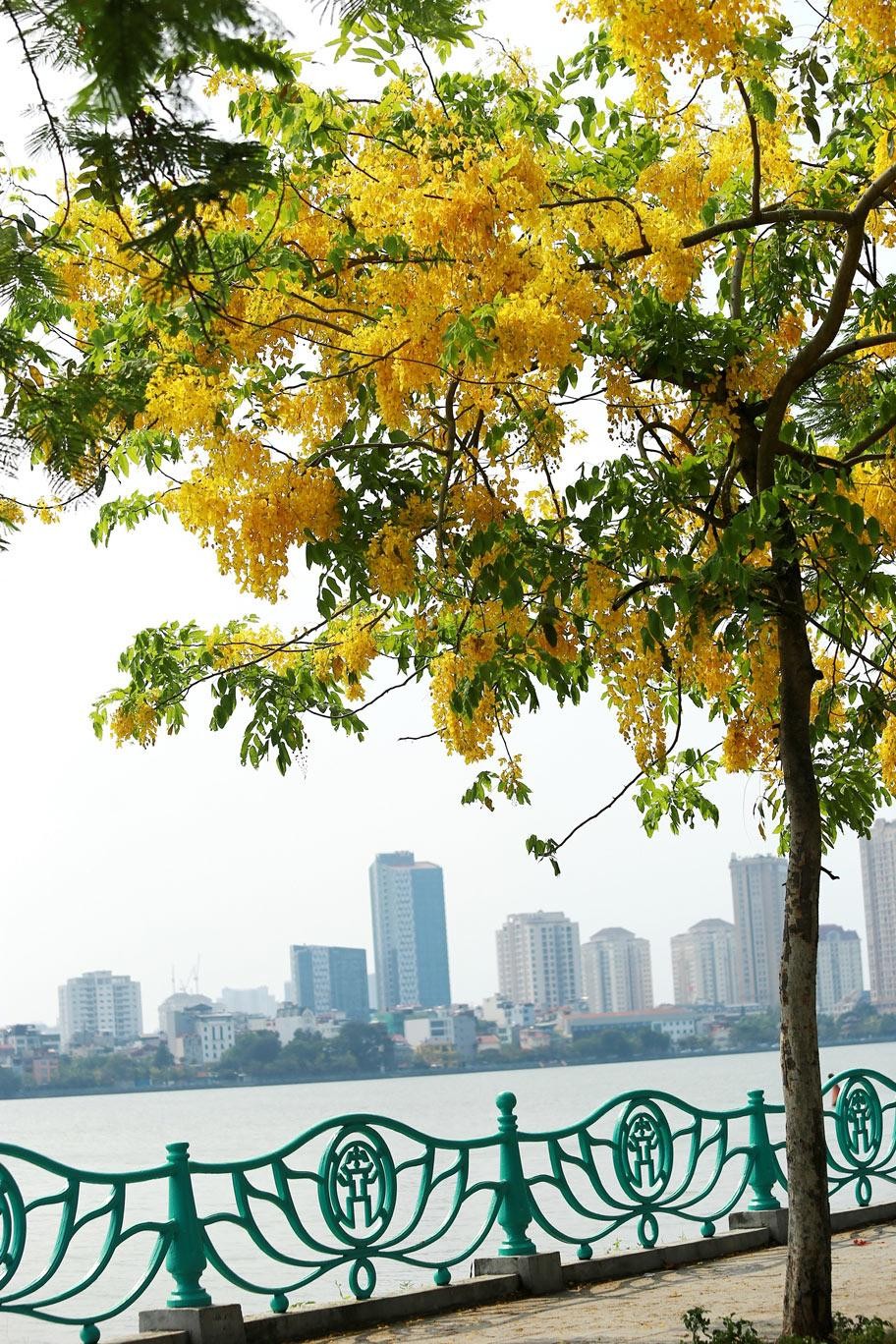 Dù vài cây đơn lẻ cũng làm bừng sáng cả một góc phố.