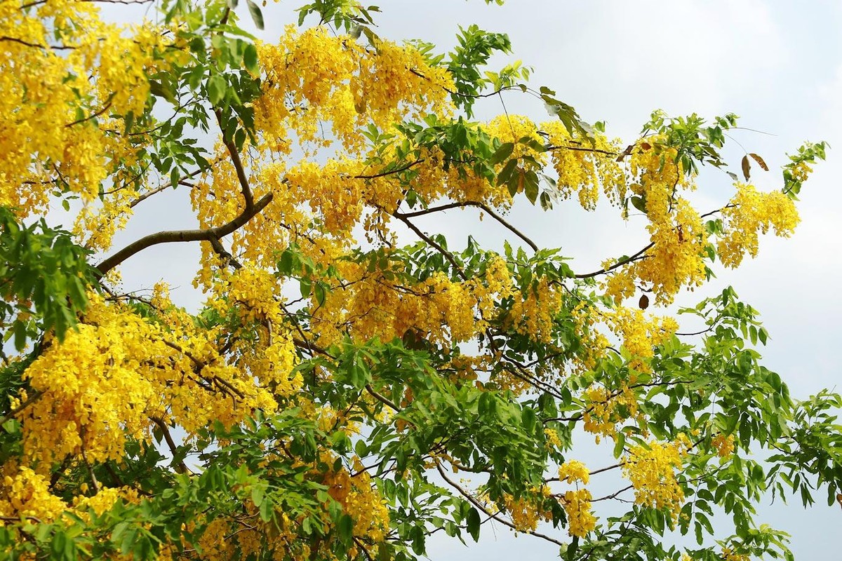 Đây là quốc hoa của đất nước Thái Lan. Ở “xứ sở chùa vàng”, muồng hoàng hậu được gọi là dok khuen.