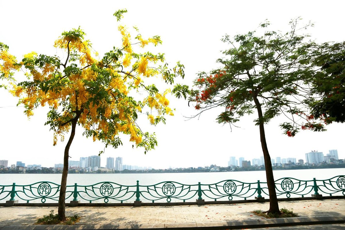 Cùng với hoa sen, phượng đỏ, bằng lăng tím, điệp vàng, dâu da xoan,… muồng hoàng yến điểm tô cho bức tranh Hà Nội thêm phần rực rỡ giữa nắng hè.