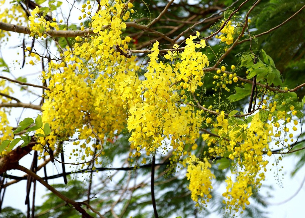 Màu vàng rực của muồng hoàng yến tượng trưng cho hoàng gia Thái Lan.