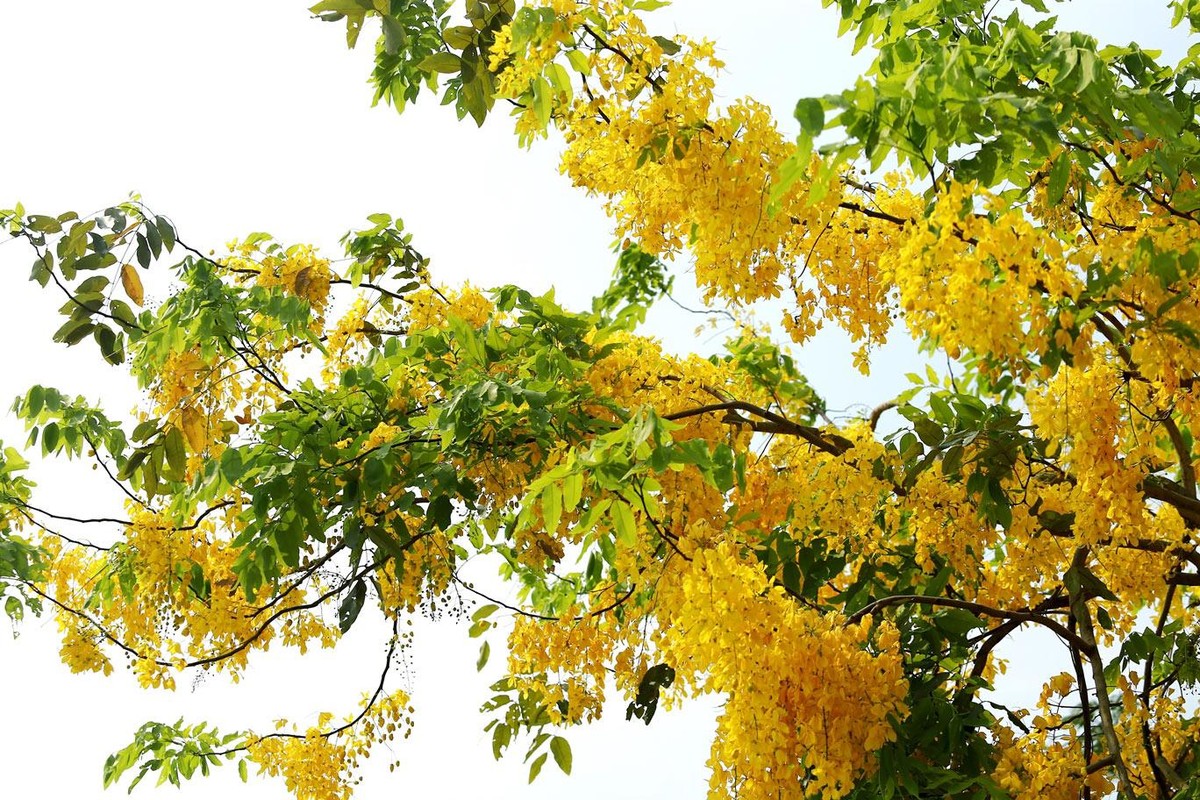 Loại hoa này cũng là biểu trưng của bang Keral (Ấn Độ), được gọi là kanikkonna.