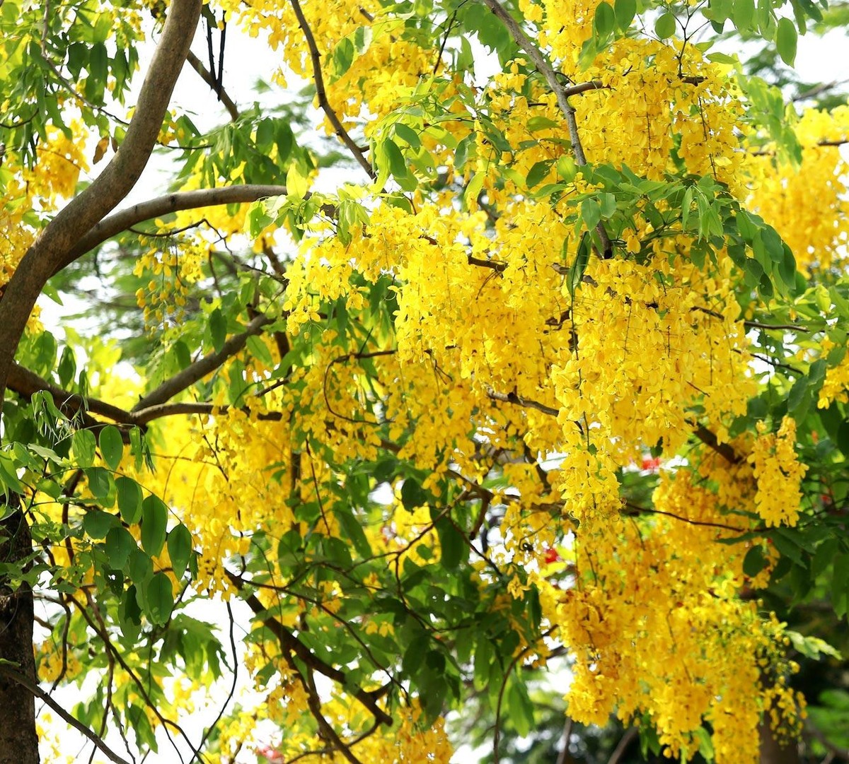 Khi nở rộ, hoa sẽ phủ kín các cành cây.