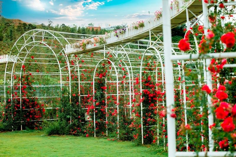 Sa Pa là một trong những vùng đất hiếm hoi được thiên nhiên ưu đãi 12 mùa hoa đẹp tuyệt sắc.