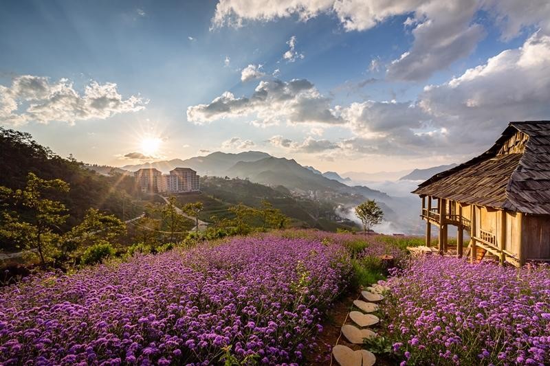 Loài hoa này vốn có nguồn gốc từ Canada kéo dài về phía nam tới miền nam Chile, nhưng đã được được gieo trồng và thuần hoá bởi những người yêu hoa của KDL, để tạo nên một mùa hoa tím quá đỗi lãng mạn cho núi rừng Fansipan.