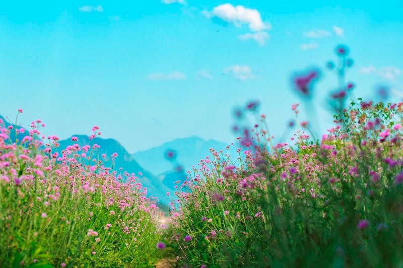 Đồi hoa tím đã trở thành điểm check-in được mong ngóng nhất mùa hè của các tín đồ du lịch, cũng như là địa chỉ chụp ảnh cưới không thể tuyệt hơn dành cho các cặp đôi.