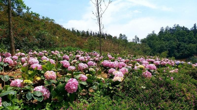 Hay những khóm cẩm tú cầu, thanh anh kiêu sa từ xanh biếc đến tím hồng chảy tràn xuống các lối đi.