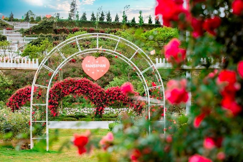 Nếu như mùa xuân những cánh hoa đào, hoa mận, hoa mơ khoe sắc khắp núi rừng thì mùa hè là thời điểm “thống trị” của hoa hồng, hoa mã tiền thảo hay những đồi cẩm tú cầu xanh biếc. Ngay lúc này, khu du lịch Sun World Fansipan không khác gì vương quốc riêng của hoa hồng.