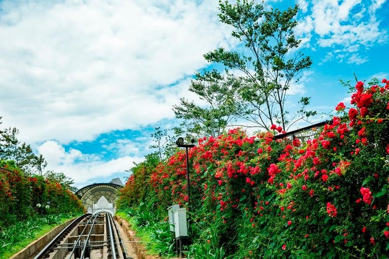 Trên những bờ đá, gờ tường dọc theo đường tàu hoả leo núi Mường Hoa, hồng leo đỏ Sa Pa cũng đã kịp dệt nên tầng tầng lớp lớp những thảm hoa chảy tràn như thác đổ, ngỡ như cõi thần tiên đang hiện hữu trước mắt.