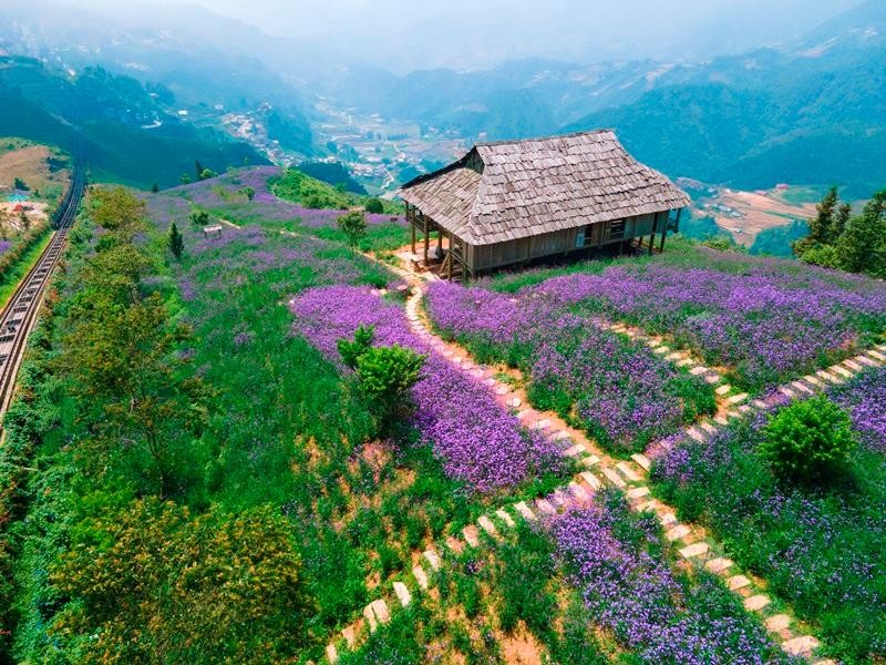 Không chỉ có hoa hồng, trong 3 năm trở lại đây, Sun World Fansipan Legend còn nổi lên như một điểm đến của những triền đồi tím biếc sắc hoa mã tiền thảo.