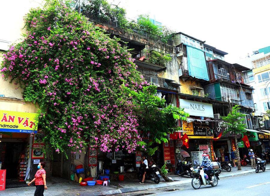 Trong ký ức của nhiều người Hà Nội, hoa giấy gắn liền với những ngôi nhà cũ kỹ hoặc những khu tập thể lâu năm. Trong ký ức của nhiều người Hà Nội, hoa giấy gắn liền với những ngôi nhà cũ kỹ hoặc những khu tập thể lâu năm.