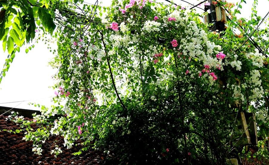 Hoa giấy leo nhanh, dễ trồng và chăm sóc, hoa sai và có nhiều loại màu sắc, tượng trưng cho một tình yêu chân thành, mộc mạc, giản dị, đơn sơ. Hoa giấy leo nhanh, dễ trồng và chăm sóc, hoa sai và có nhiều loại màu sắc, tượng trưng cho một tình yêu chân thành, mộc mạc, giản dị, đơn sơ.