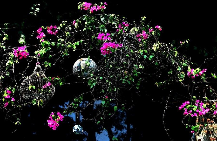 Sắc hồng của hoa giấy như một nét "chấm phá" đặc biệt của những căn nhà tập thể ở Hà thành. Sắc hồng của hoa giấy như một nét "chấm phá" đặc biệt của những căn nhà tập thể ở Hà thành.