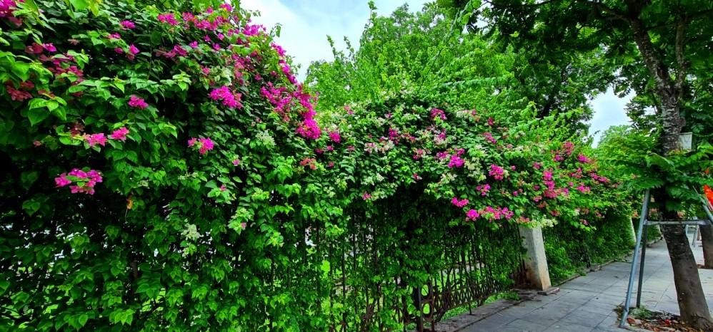 Hoa giấy có nhiều màu sắc, ngoài sắc hồng chủ đạo mà ta thường thấy, hoa giấy còn tự điểm xuyết cho mình bằng những chùm hoa trắng tinh khôi, dịu dàng, khiến bao người chẳng thể rời mắt khi ngang qua. Hoa giấy có nhiều màu sắc, ngoài sắc hồng chủ đạo mà ta thường thấy, hoa giấy còn tự điểm xuyết cho mình bằng những chùm hoa trắng tinh khôi, dịu dàng, khiến bao người chẳng thể rời mắt khi ngang qua.