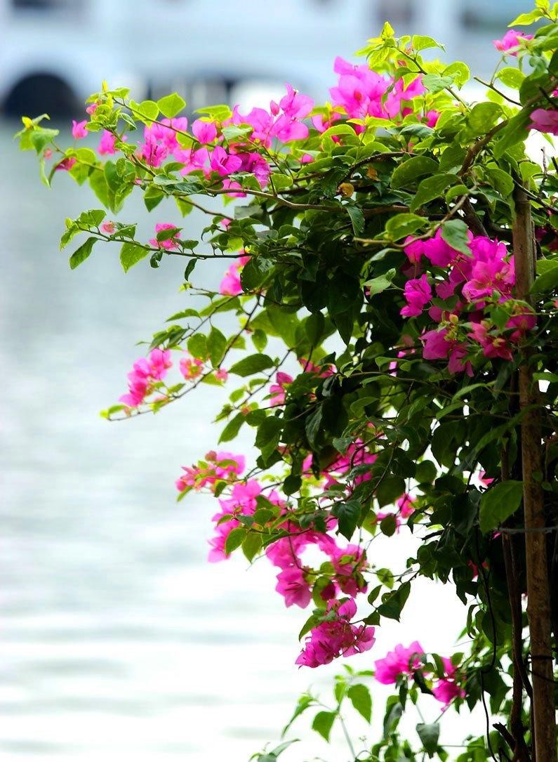 Loại cây thích hợp với khí hậu nhiệt đới và cho hoa quanh năm. Loại cây thích hợp với khí hậu nhiệt đới và cho hoa quanh năm.