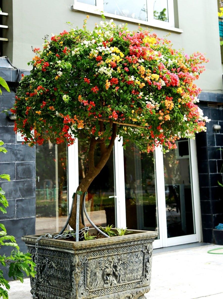 Cũng có khi hoa giấy được trồng trong chậu và tạo dáng như một loại cây cảnh. Cũng có khi hoa giấy được trồng trong chậu và tạo dáng như một loại cây cảnh.