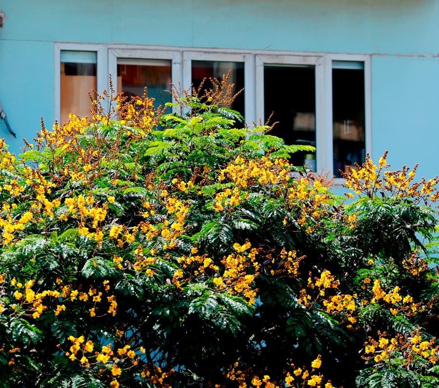 Và cũng chính trên những khung cửa sổ kia hiện lên một Hà Nội xanh tươi, tràn đầy sức sống.