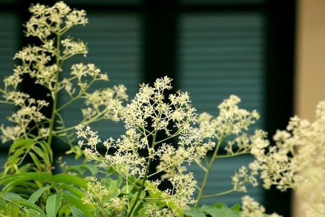 Những khung cửa sổ ở Hà Nội mỗi mùa hè lại đẹp theo cách riêng, nhẹ nhàng và ngọt ngào khiến chẳng ai có thể quên được. Và khi nhắc đến, ai cũng cảm thấy nao lòng. Những khung cửa sổ ở Hà Nội mỗi mùa hè lại đẹp theo cách riêng, nhẹ nhàng và ngọt ngào khiến chẳng ai có thể quên được. Và khi nhắc đến, ai cũng cảm thấy nao lòng.