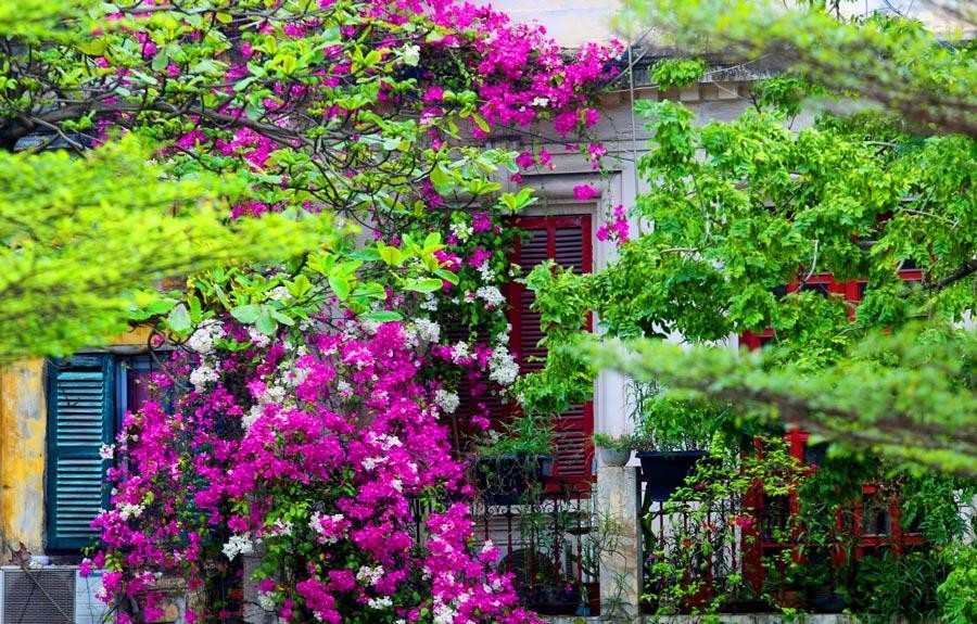 Nắng chói chang xiên qua lùm cây, rớt những giọt vàng lấp lánh chiếu lên những khung cửa sổ mang gam màu xưa cũ tạo nên những khung hình thơ mộng, lãng mạn quá đỗi.