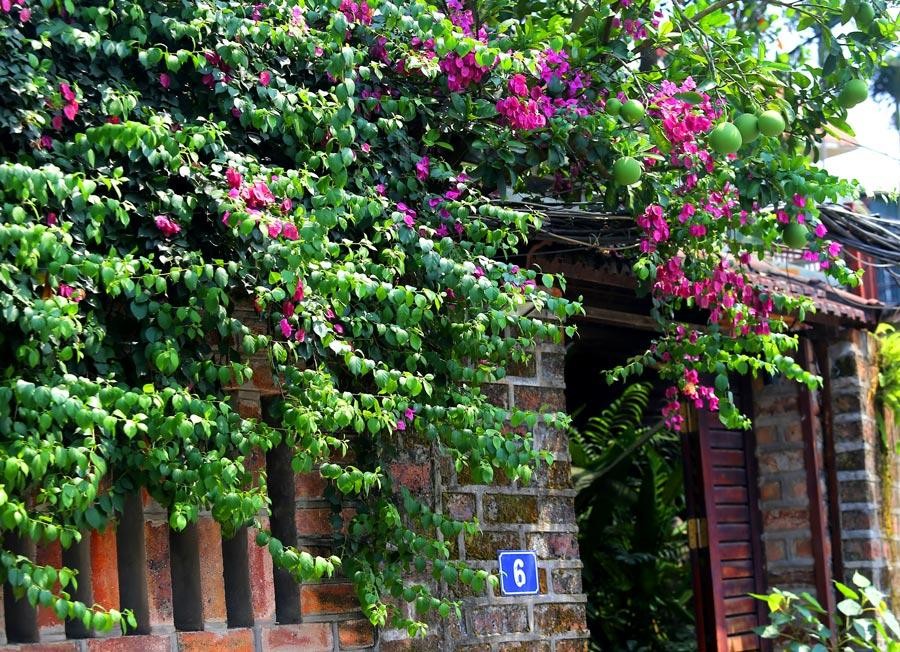 Buổi sáng mùa hè Hà Nội với những vạt nắng dịu nhẹ, bình yên. Mặt trời lên sớm hơn mọi mùa khác trong năm, trên phố rộng thênh thang, vắng bóng người, những khung cửa càng trở nên nổi bật với sắc hoa rực rỡ.