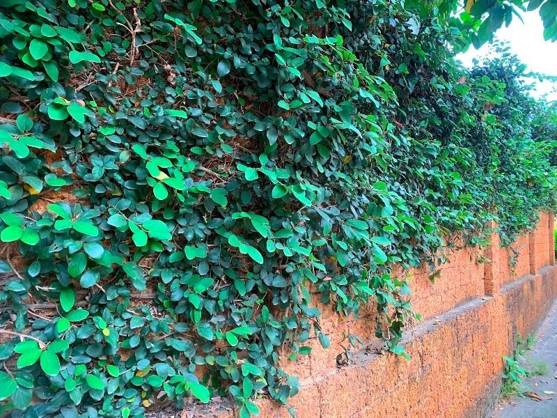 Không thể phủ nhận nét đẹp hiếm có tại nơi đây. (Ảnh: Phương Linh)