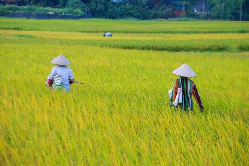 Cánh đồng lúa đẹp như bức họa. (Ảnh: Phương Linh)