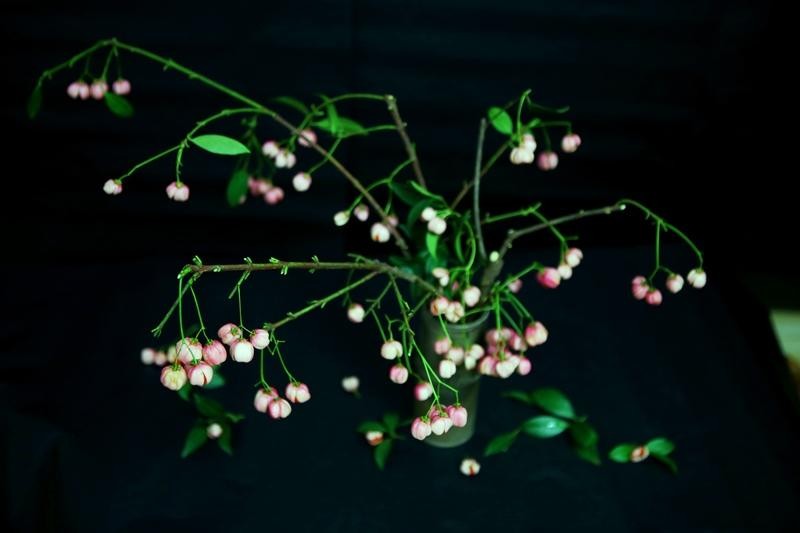 Bí quyết để cành lồng đèn tươi, chơi bền hơn là chẻ gốc cành hình dấu cộng, cho chút đường, B1 vào nước và thay nước hàng ngày. (Ảnh: Hồ Hạ)